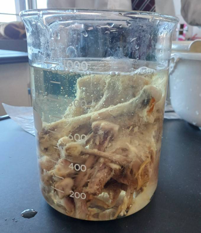 骨格標本①
【駒場学園高等学校  自然科学研究部】