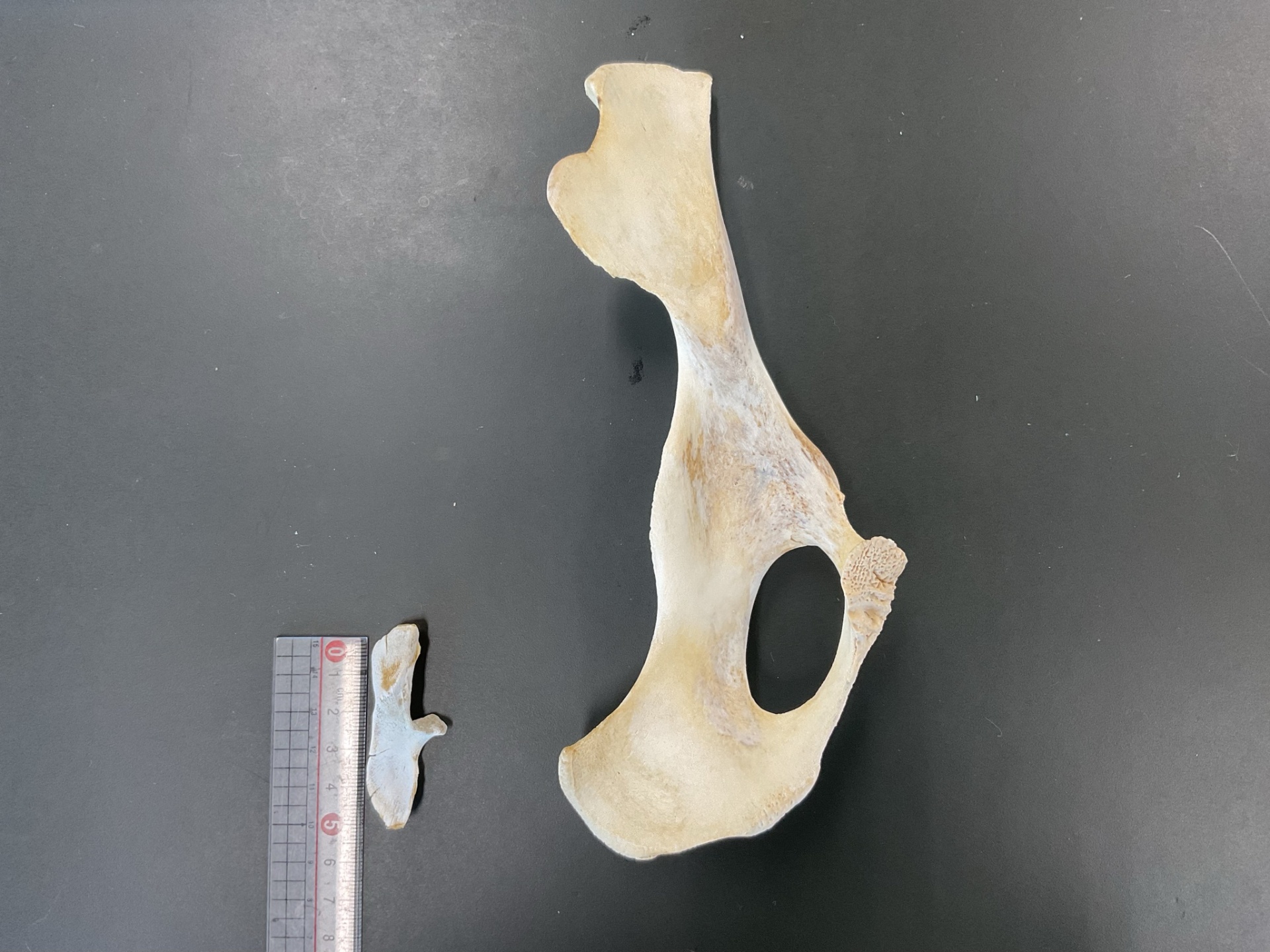 骨格標本②
【駒場学園高等学校  自然科学研究部】