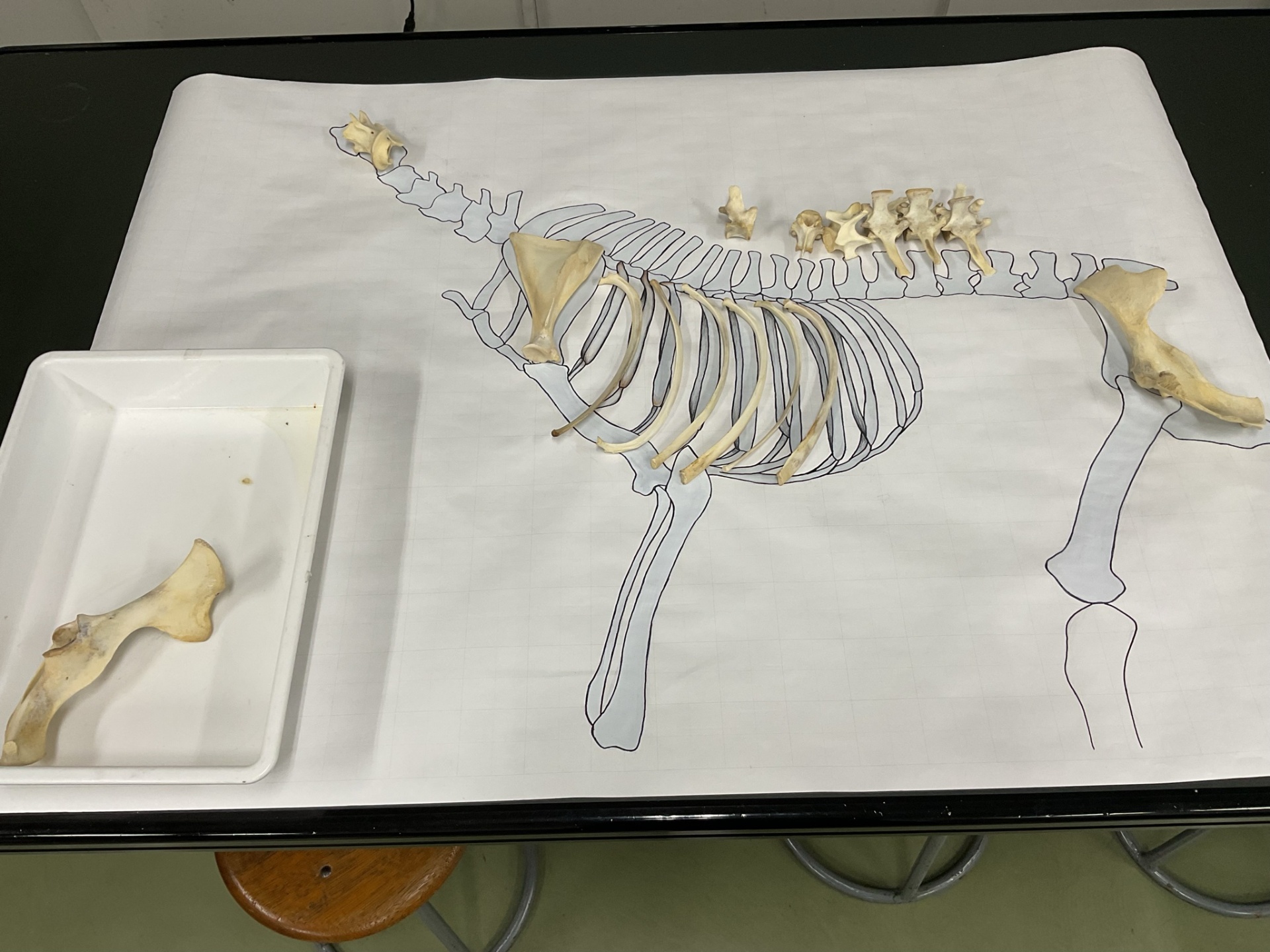 骨格標本⑤
【駒場学園高等学校  自然科学研究部】